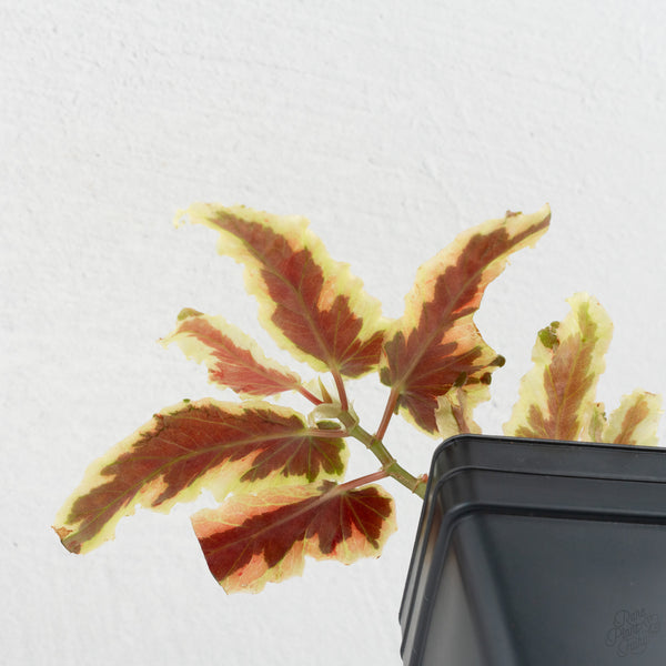 Begonia 'Dainty Spray' Sport Variegated (wk9-K)