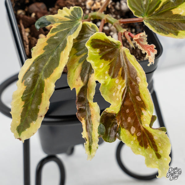 Begonia 'Dainty Spray' Sport Variegated (wk48-K)