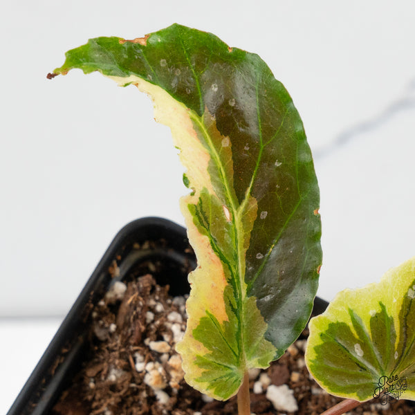 Begonia 'Dainty Spray' Sport Variegated (wk48-K)