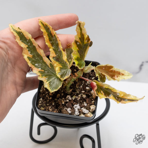 Begonia 'Dainty Spray' Sport Variegated (wk49-D)
