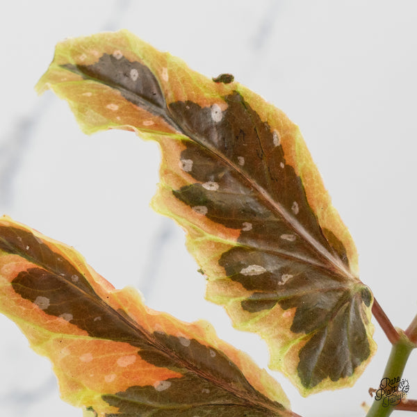 Begonia 'Dainty Spray' Sport Variegated (wk50-E)