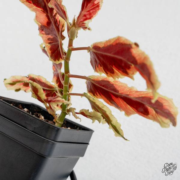 Begonia 'Dainty Spray' Sport Variegated (wk50-E)