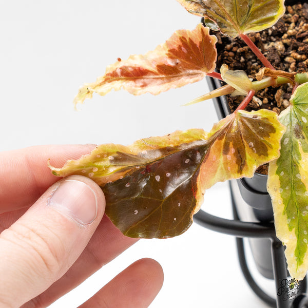 Begonia 'Dainty Spray' Sport Variegated (wk51-K)