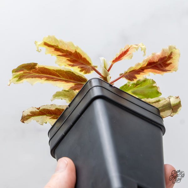 Begonia 'Dainty Spray' Sport Variegated (wk5-G)