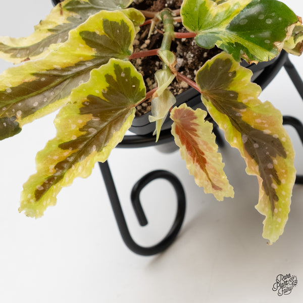 Begonia 'Dainty Spray' Sport Variegated (wk5-G)