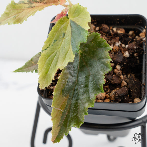 Begonia 'Ginny Galaxy' Variegated (wk4-F)