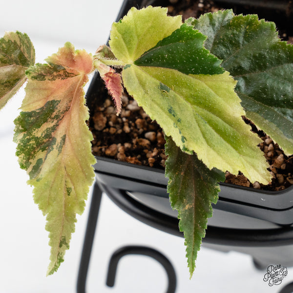 Begonia 'Ginny Galaxy' Variegated (wk4-F)