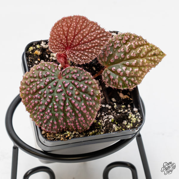 Begonia 'Pink Urchin' (wk51-J)