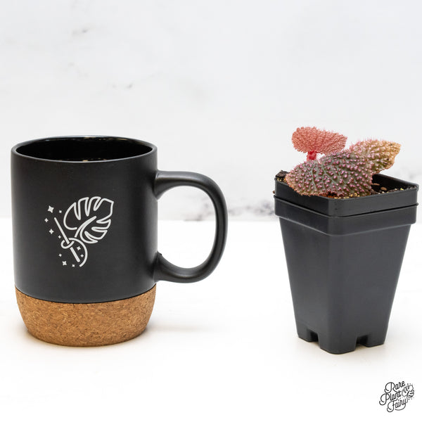 Begonia 'Pink Urchin' (wk51-J)