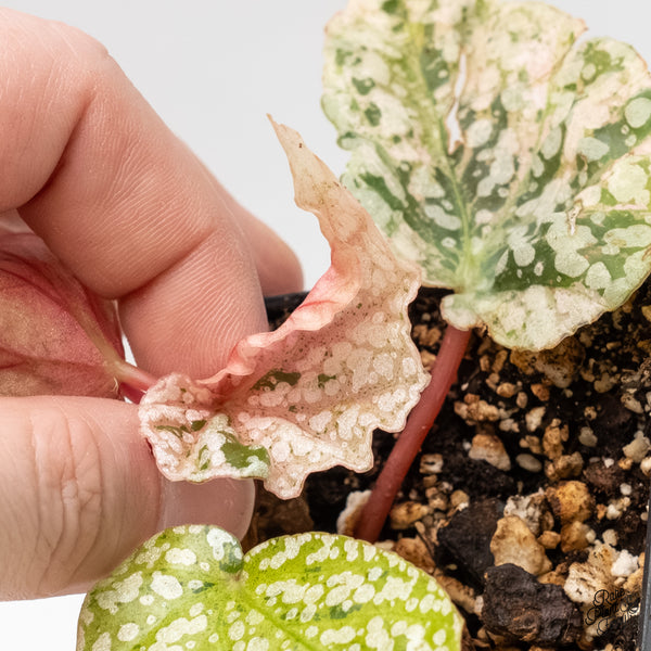 Begonia 'Snow Capped' Variegated (wk6-F)
