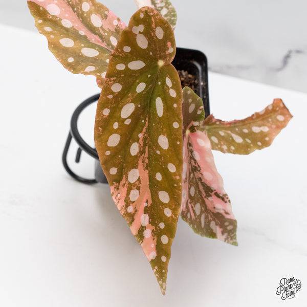 Begonia Maculata Pink Variegated (wk49-J)