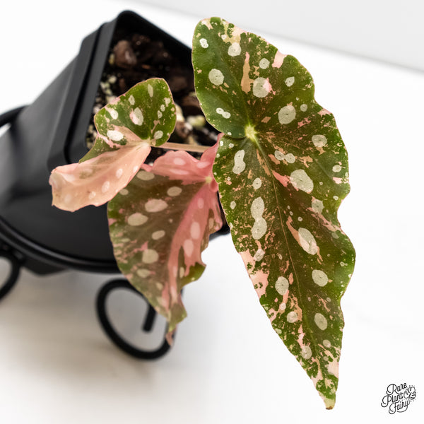 Begonia Maculata Pink Variegated (wk6-E)