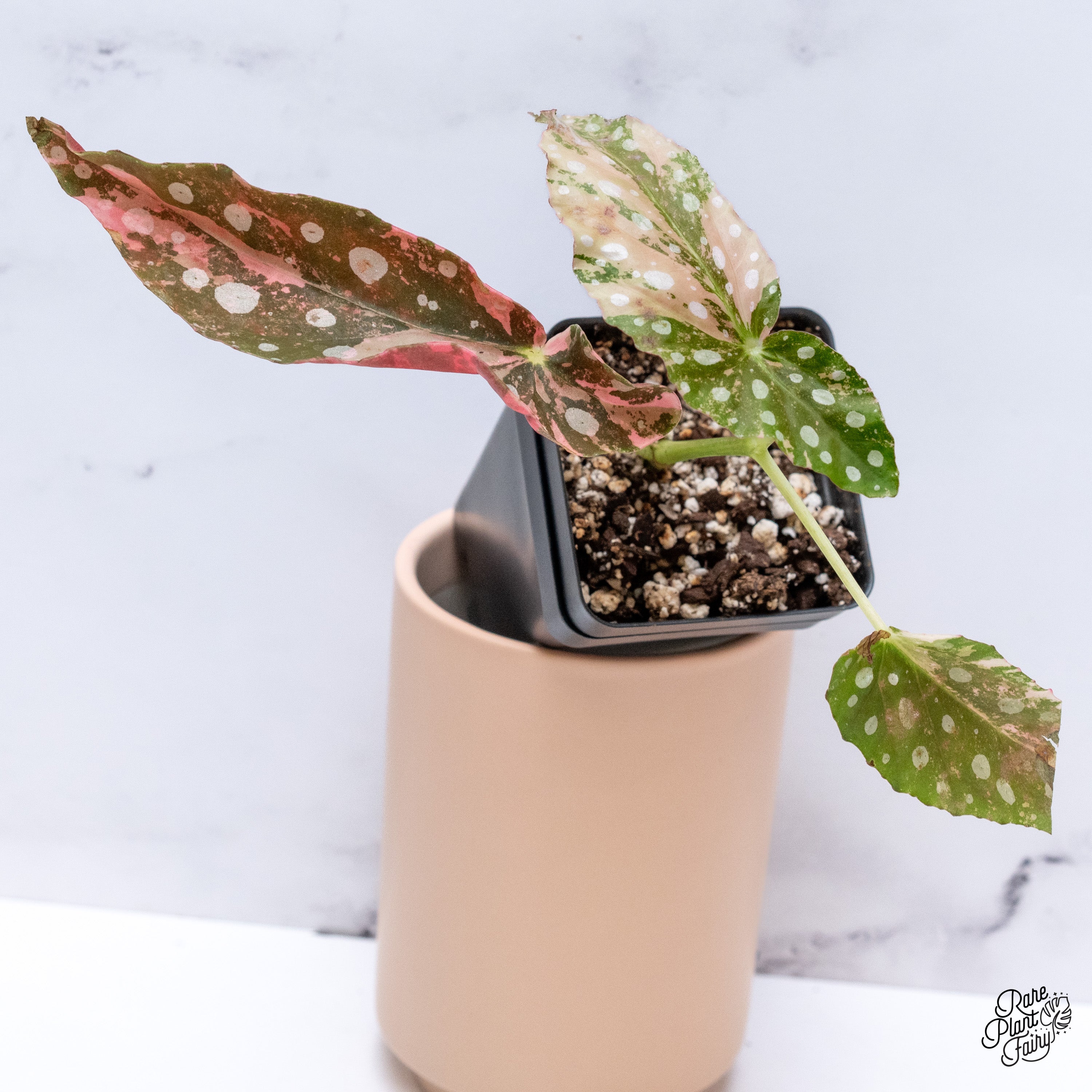 Begonia maculata 'Pink'｜ベゴニア マクラータ ピンク Begonia