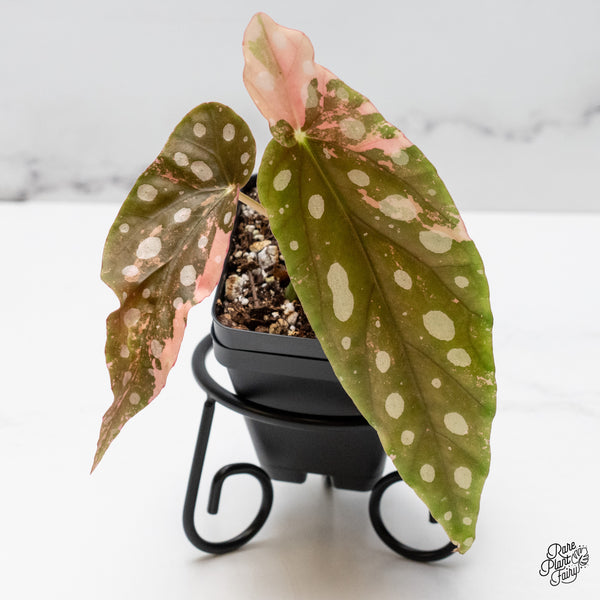 Begonia Maculata Pink Variegated (wk49-H)