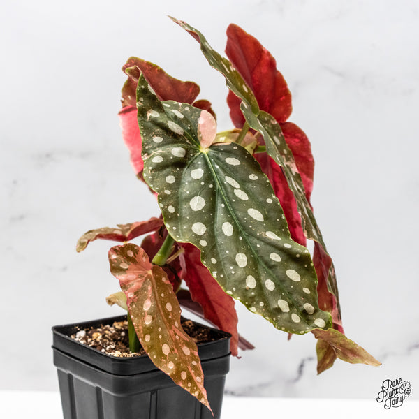 Begonia Maculata Pink Variegated (wk50-UD)