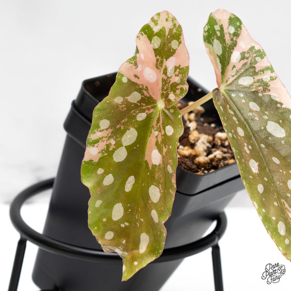 Begonia Maculata Pink variegated (wk51-N)