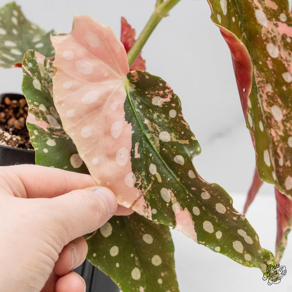 Begonia Maculata Pink Variegated (wk51-UE)