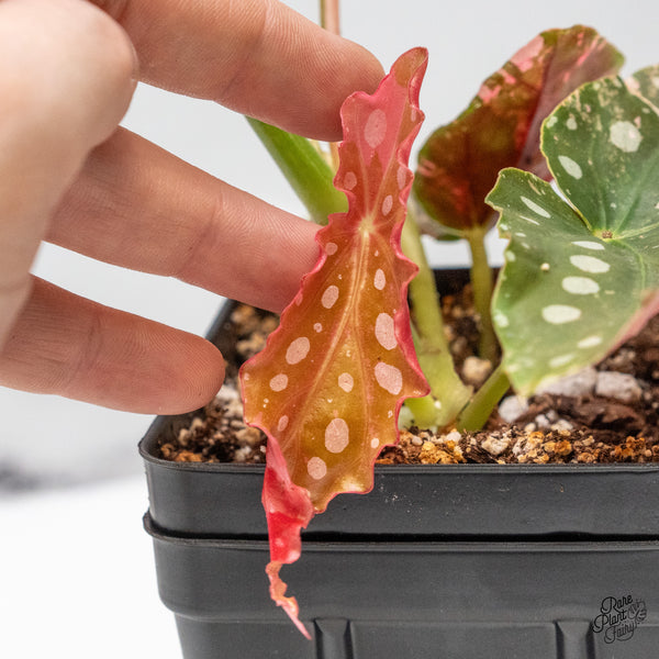 Begonia Maculata Pink Variegated (wk51-UE)