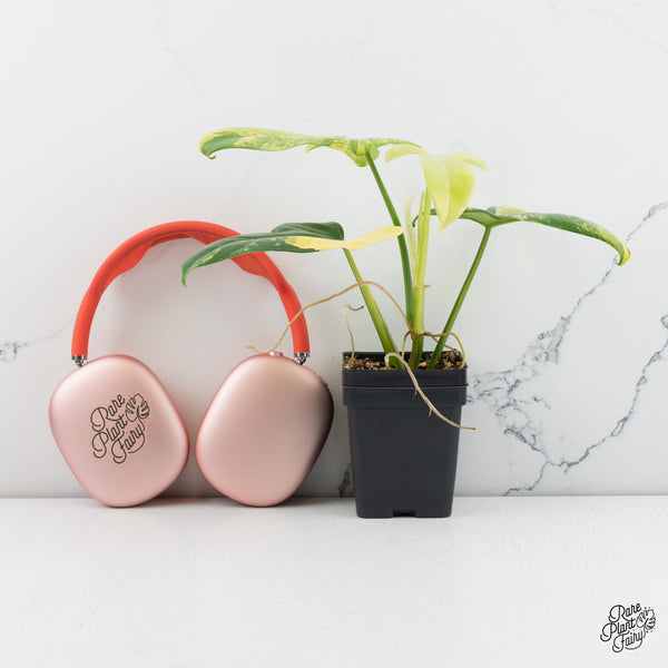 Philodendron Bipennifolium Variegated 'Violin' *Grower's Choice*