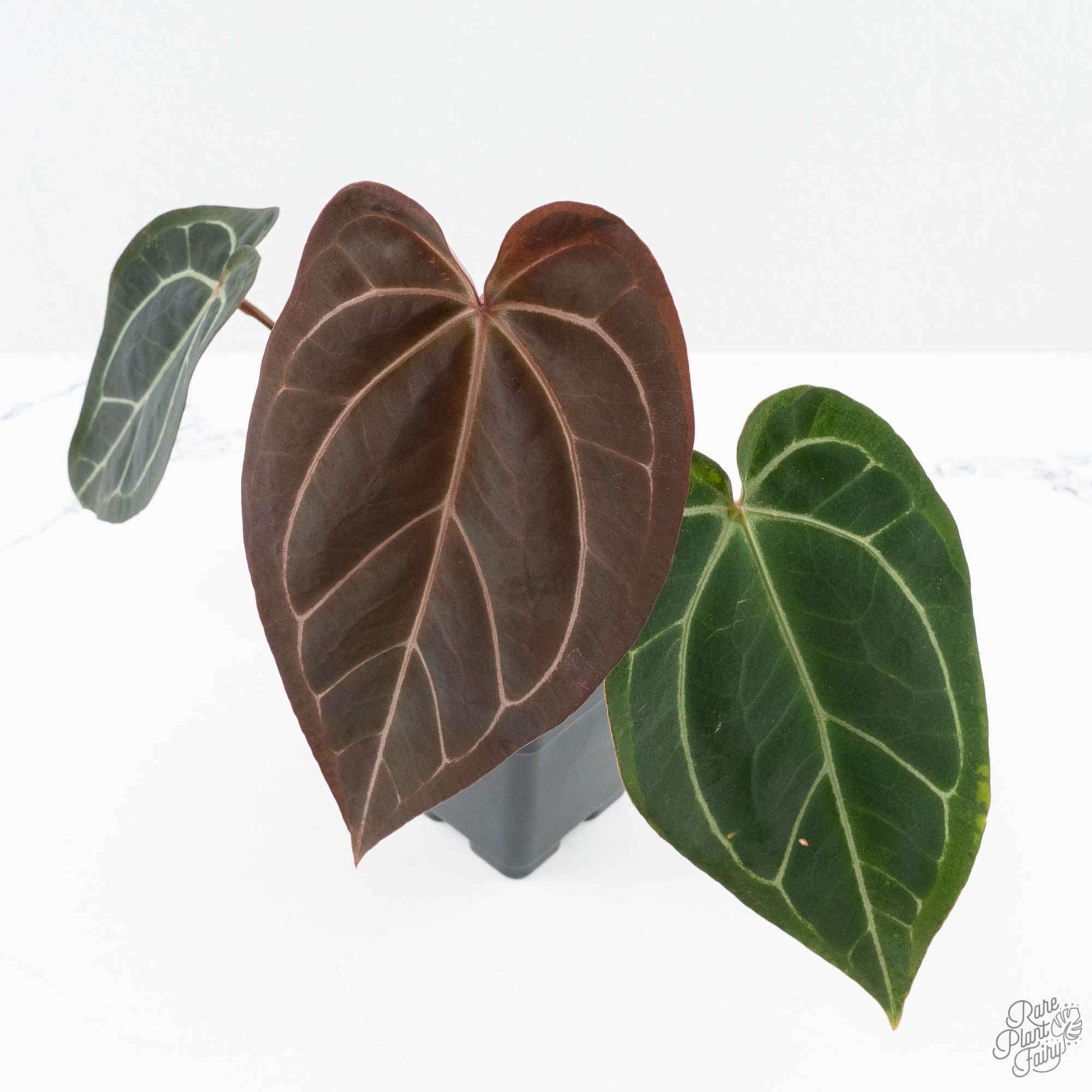 black widow anthurium Anthurium Black Widow '43' x Red Velvet Cake '24' by DocBlock® (wk24-B – Rare Plant Fairy