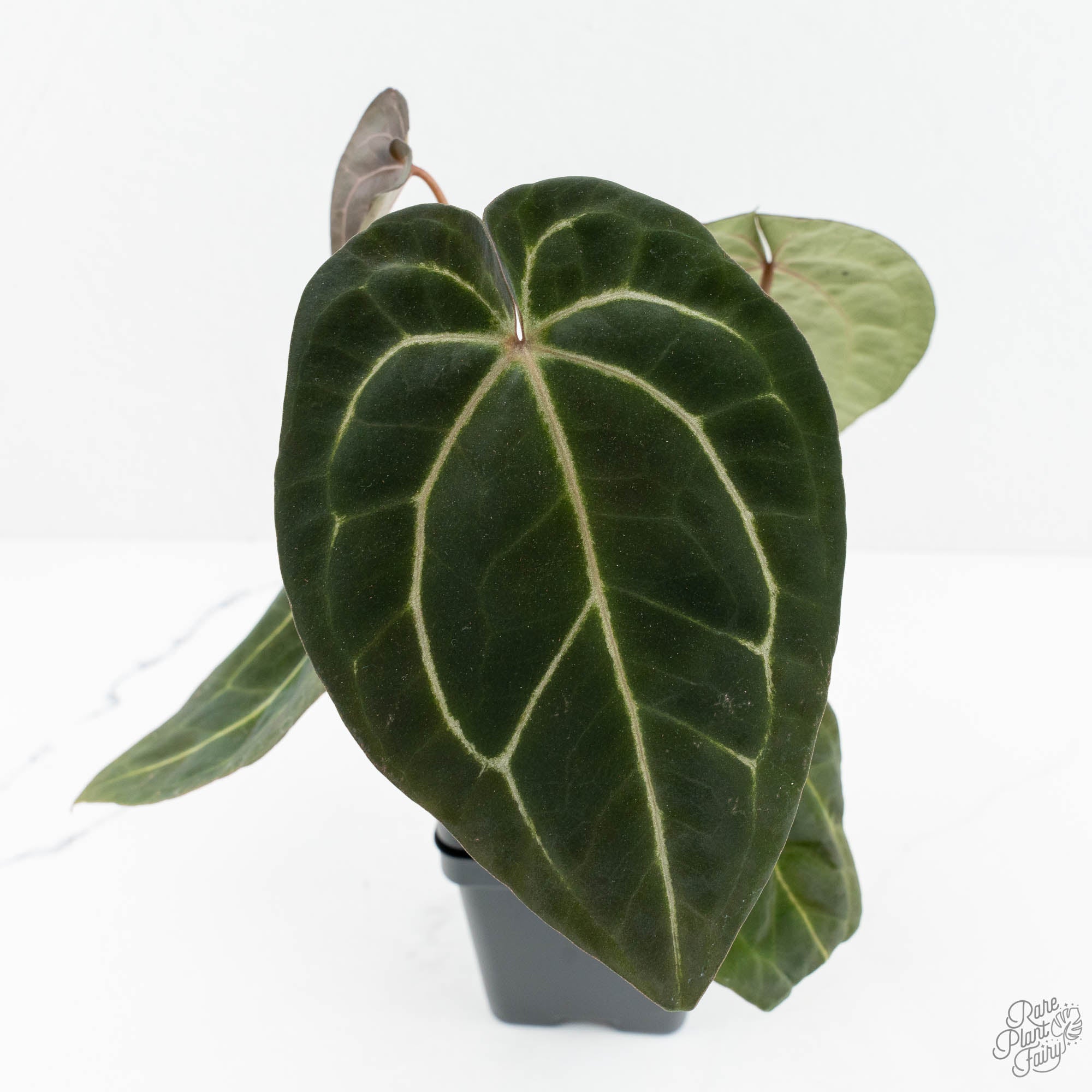 black widow anthurium Anthurium Black Widow '43' x Zara '14' by DocBlock (wk18-D)