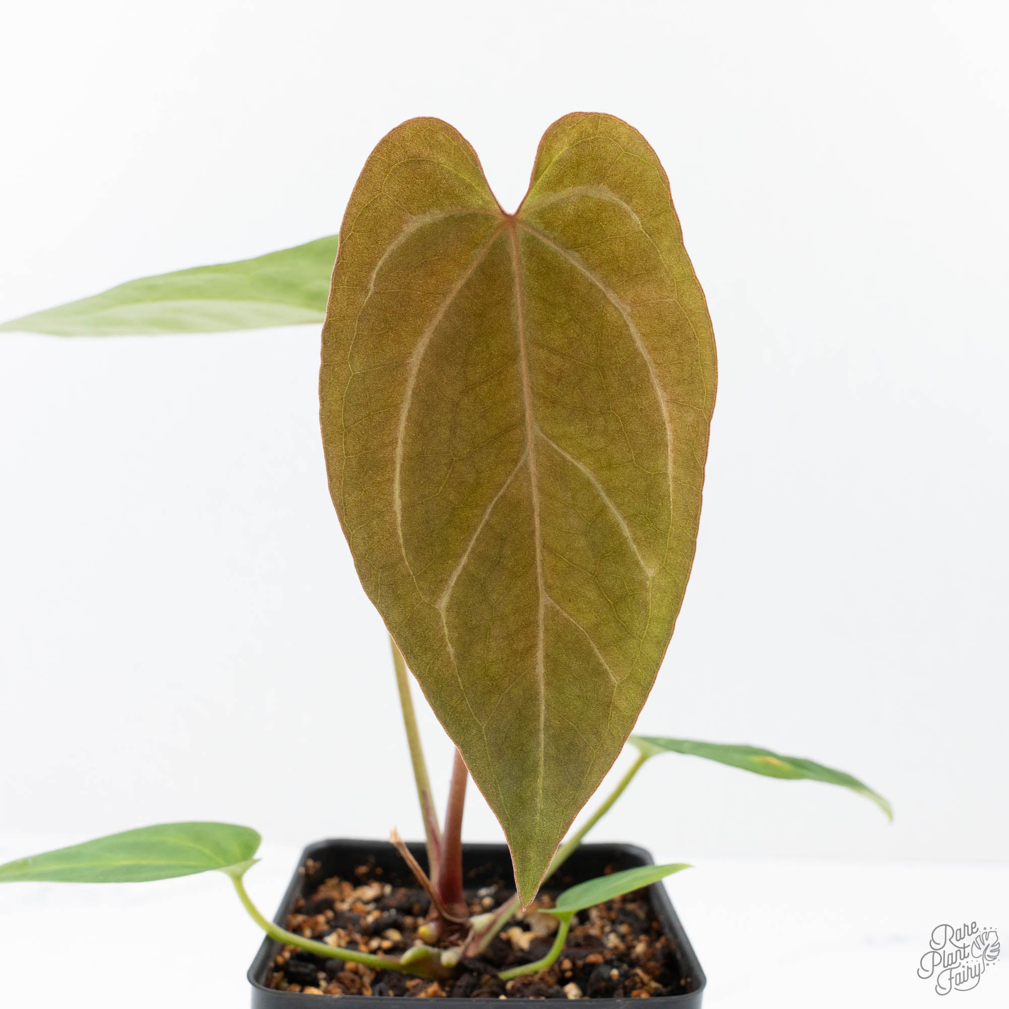 peak フラッグガーランド カーキ&アイボリー　UG-441 Anthurium Black Widow '43' x Zara '14' by DocBlock® (wk21-A