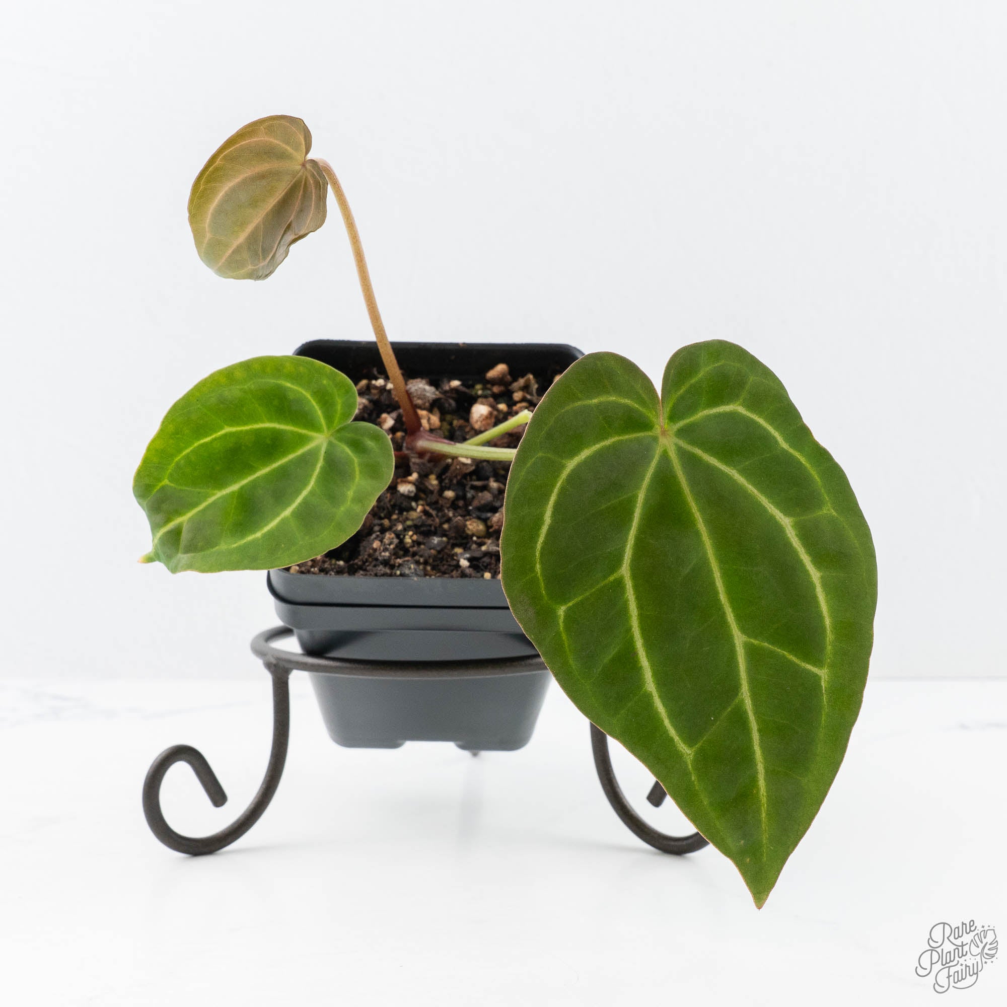anthurium c Anthurium Black Widow '43' x Zara '14' by DocBlock (wk21-C)