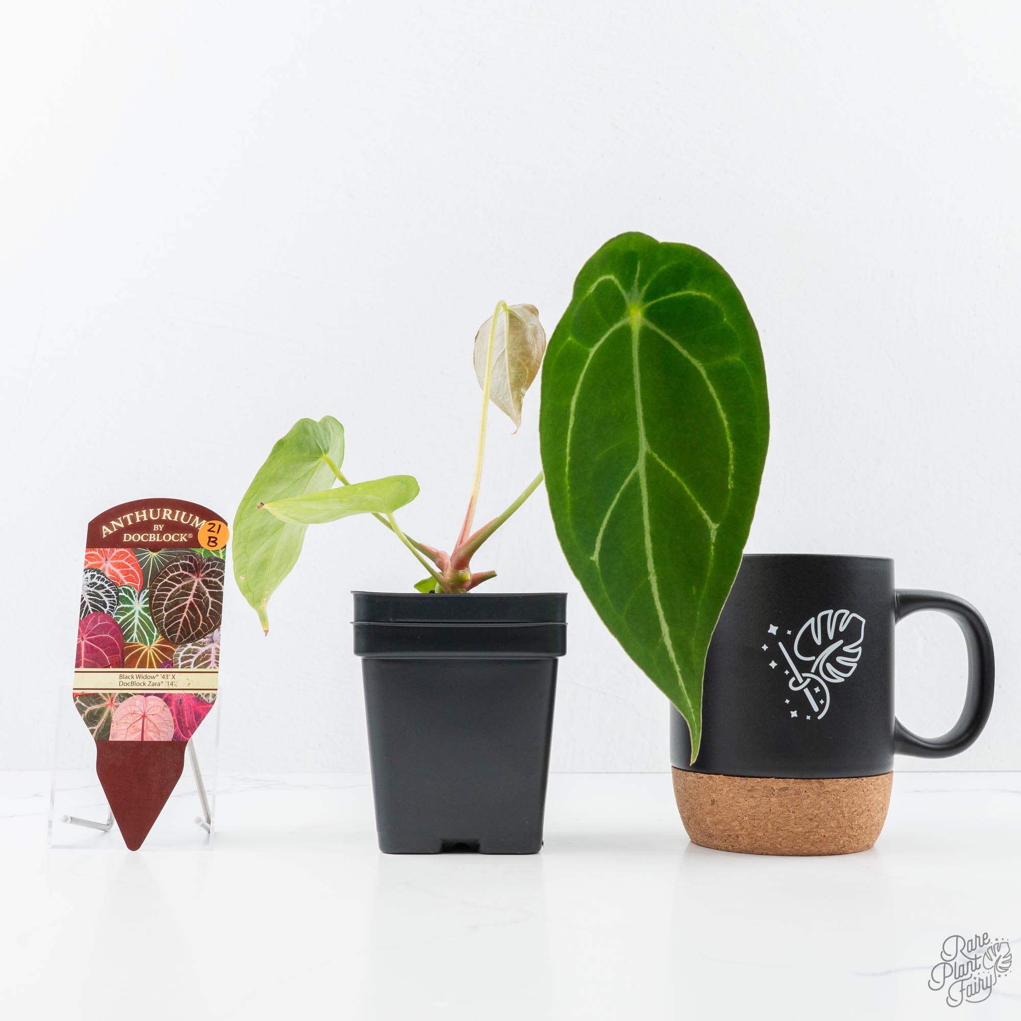 Anthurium Black Widow '43' x Zara '14' by DocBlock® (wk21-B