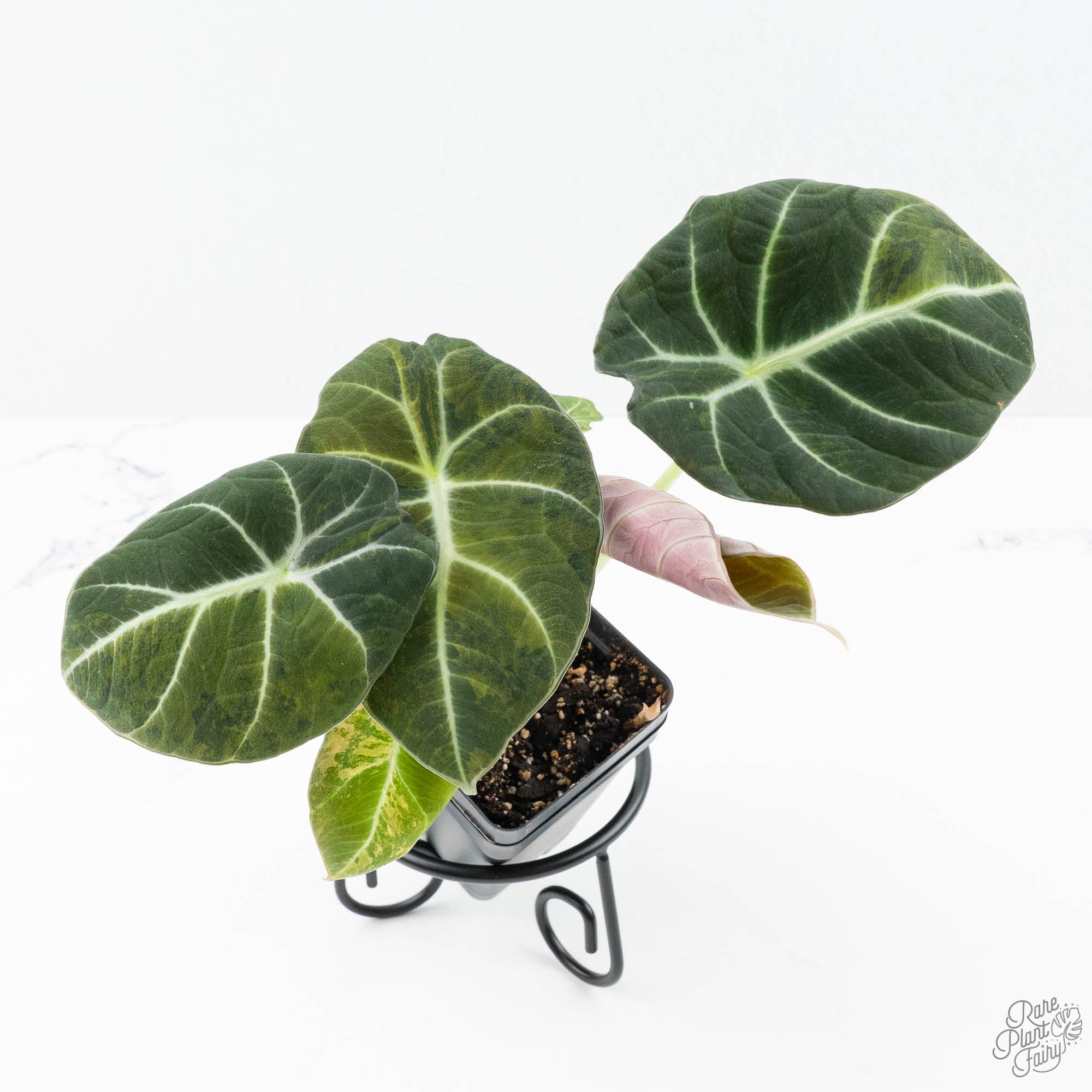 philodendron black velvet Alocasia 'Black Velvet' Aurea Gold Variegated (wk49-N)