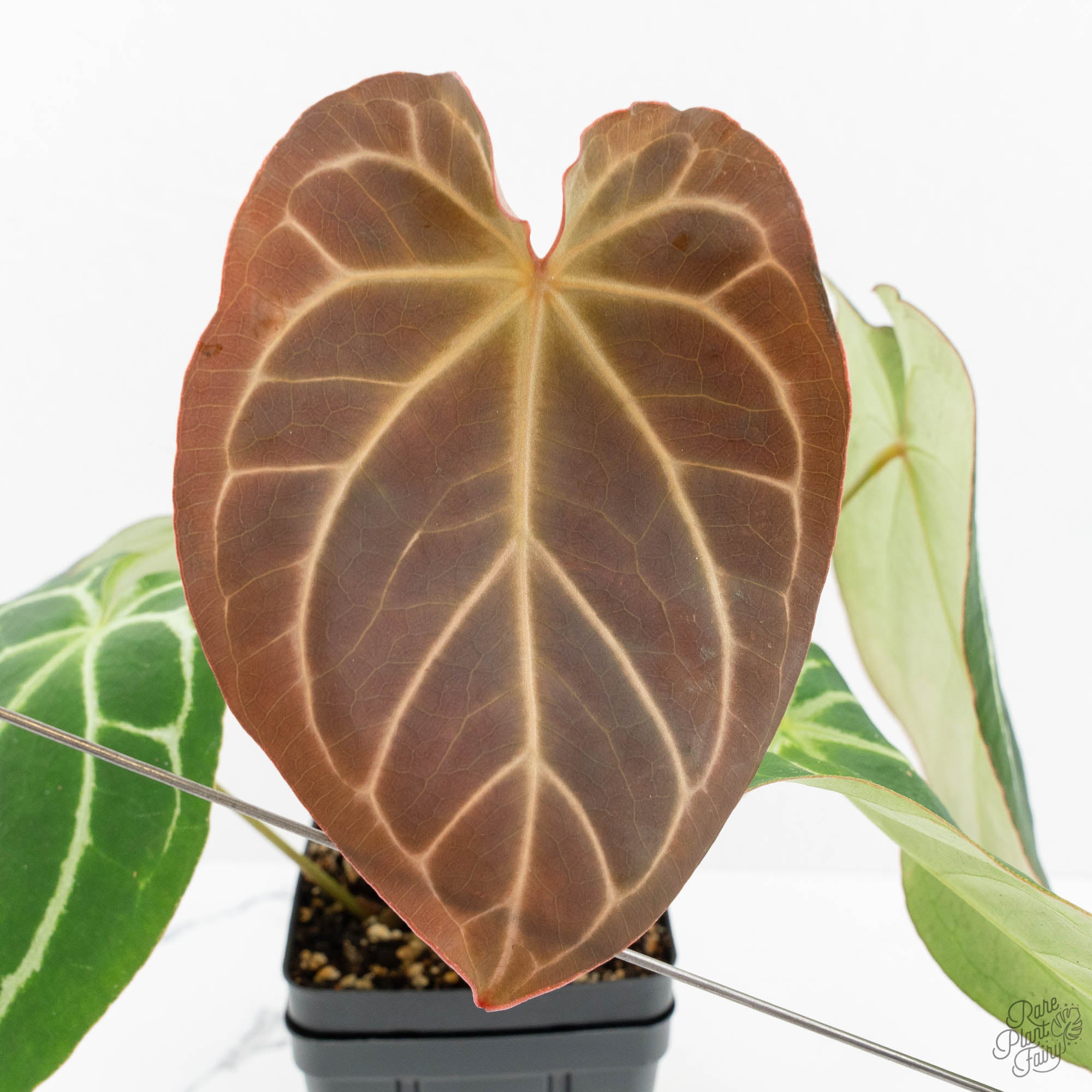 Anthurium Briëlle '16' x Black Widow '13' by DocBlock® (wk18-O