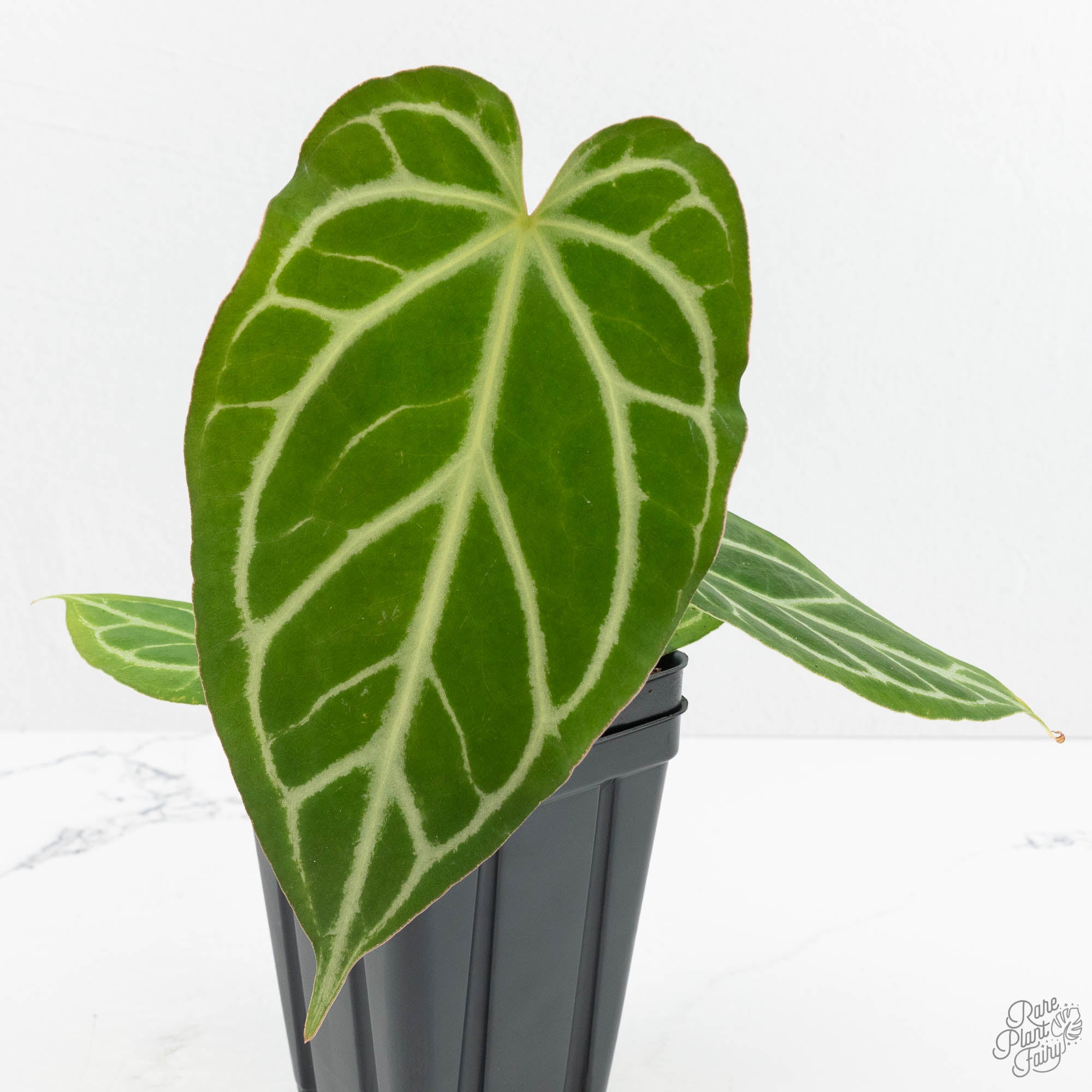 リーヒマエンラシ/ヘレナティネル/アウリンコプロ/ Anthurium Briëlle '16' x Black Widow '13' by DocBlock® (wk18-W