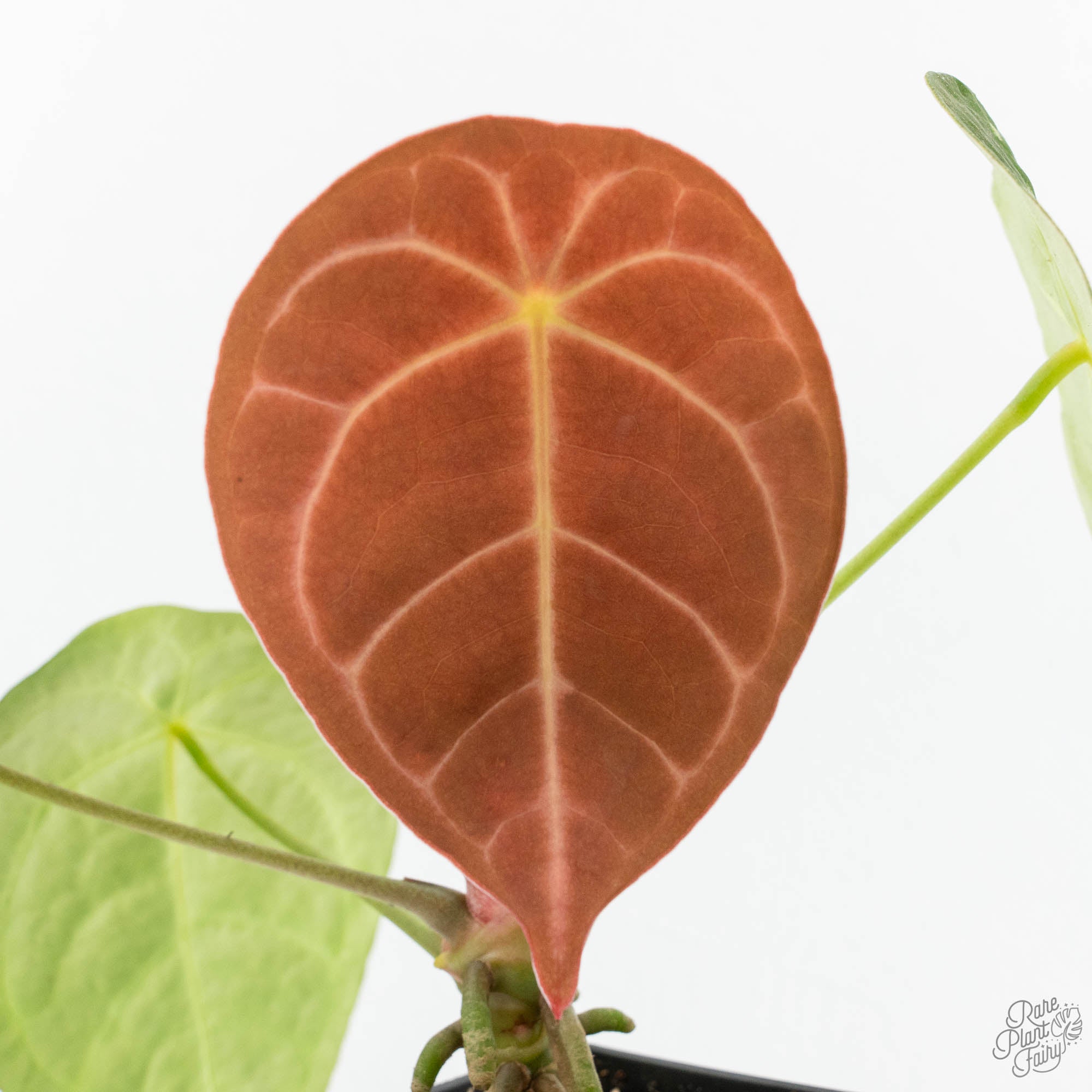 Anthurium Brown Derby '39' x Brown Derby '39' by DocBlock® (wk19-D