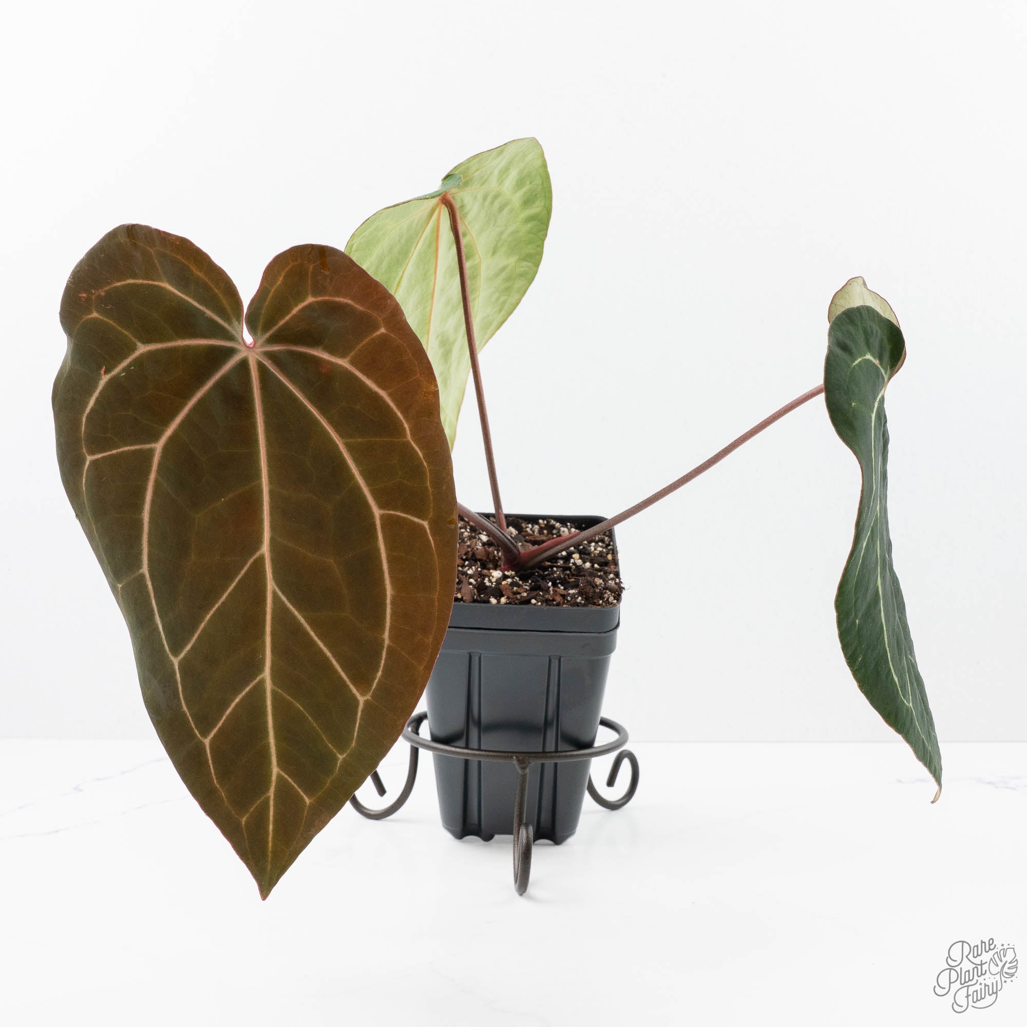 anthurium brown stems Anthurium Brown Derby '39' x Brown Derby '39' by DocBlock® (wk21-M)