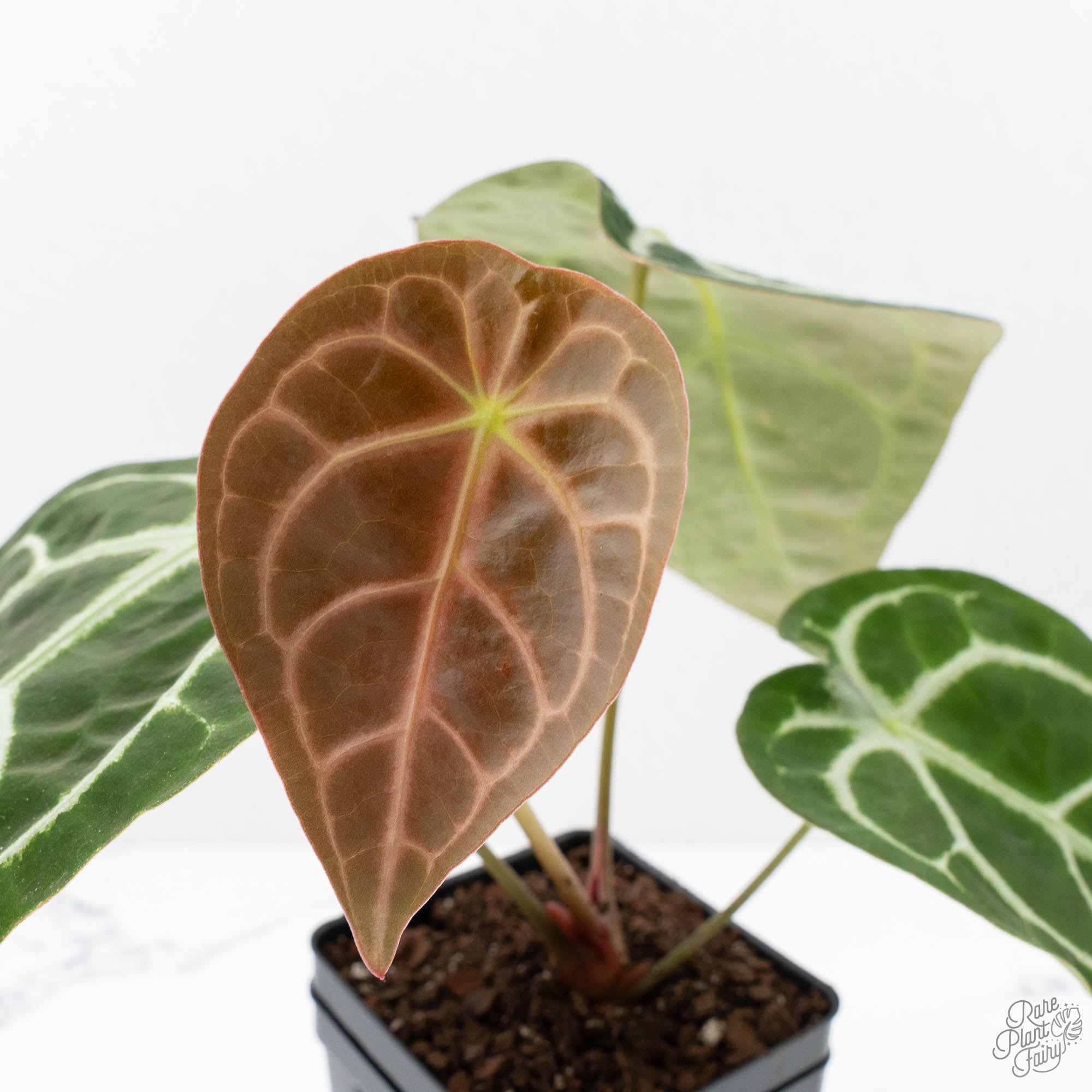 anthurium plant won& 39 Anthurium Brown Derby '39' x Brown Derby '39' by DocBlock® (wk22-Q) – Rare Plant Fairy