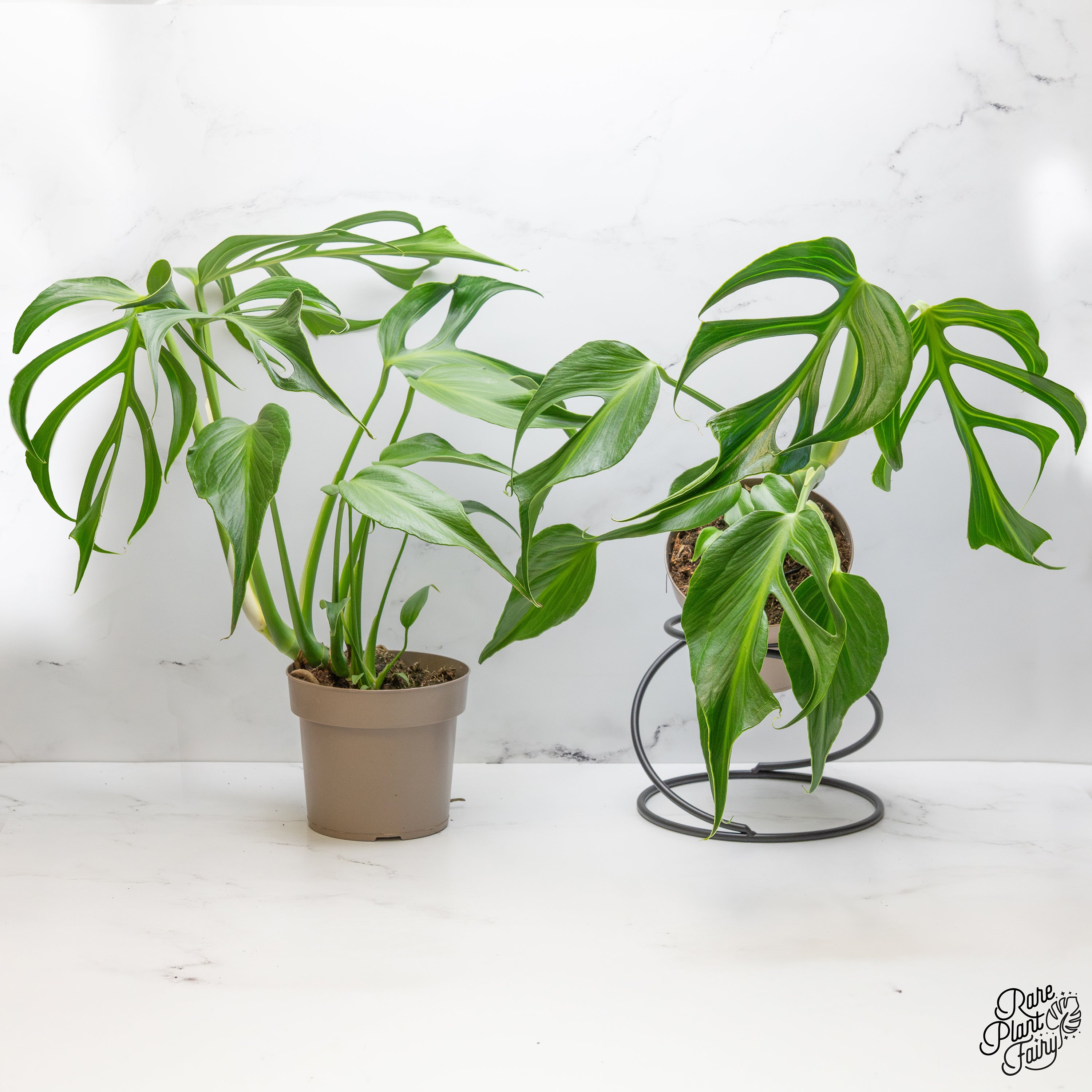 Monstera 'Burle Marx Flame' *Grower's Choice* – Rare Plant Fairy