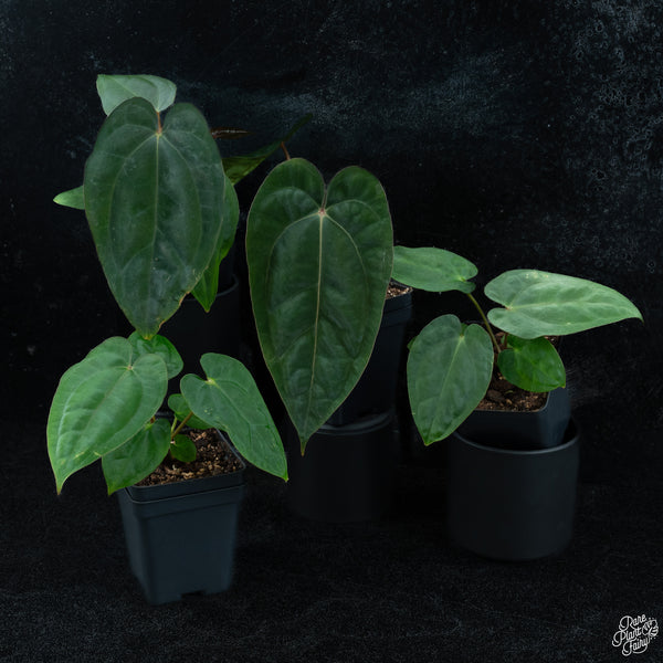 Anthurium (carlablackiae x Ace of Spades) x antolakii (previously BVEP) *Grower's Choice*