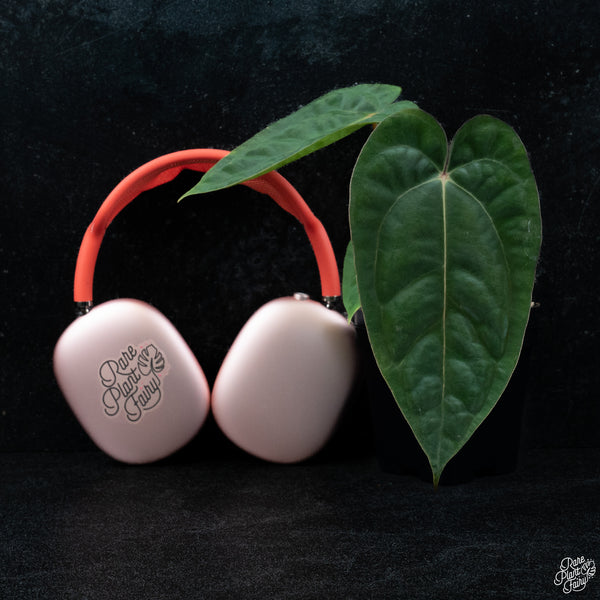 Anthurium (carlablackiae x Ace of Spades) x antolakii (previously BVEP) *Grower's Choice*