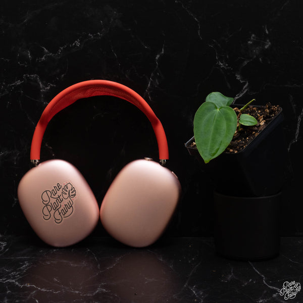 Anthurium (carlablackiae x Ace of Spades) x antolakii (previously BVEP) *Grower's Choice*