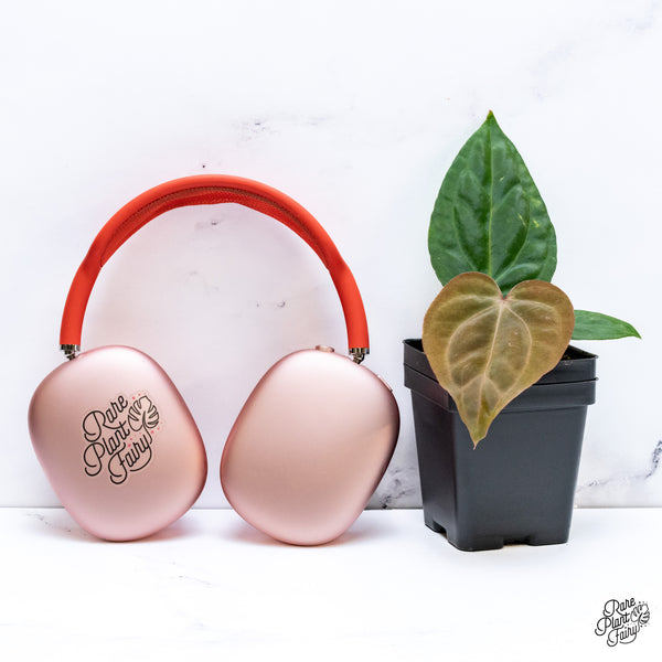 Anthurium Carlablackiae x Kunayalense *Grower's Choice*