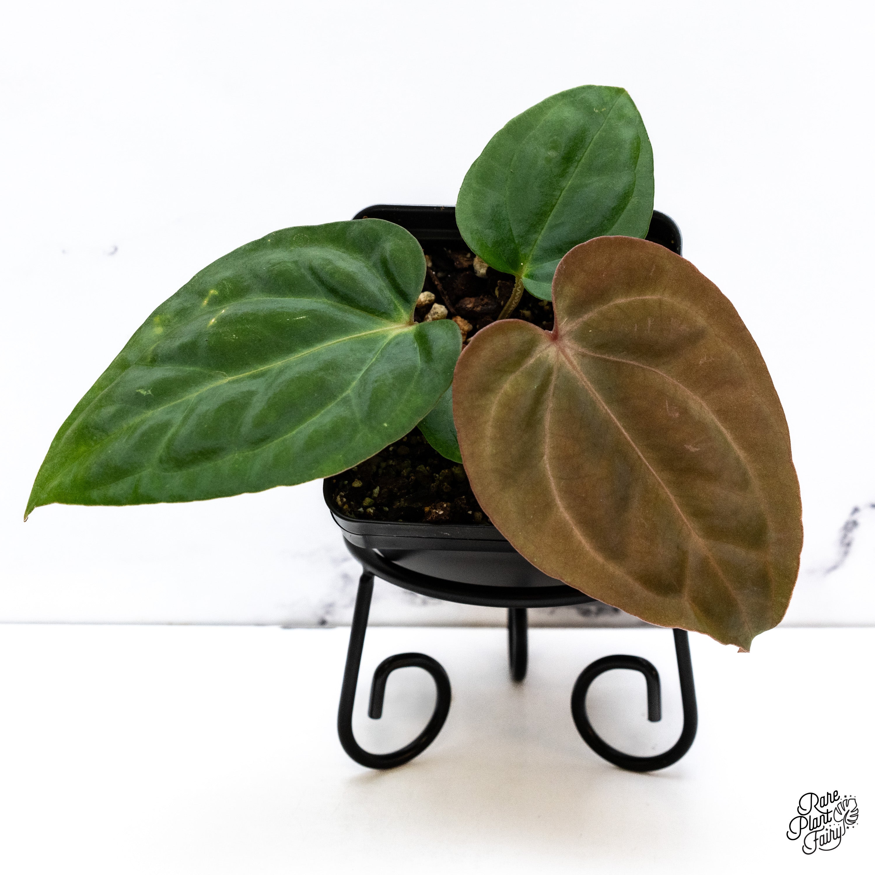 anthurium caycee Anthurium Carlablackiae x Kunayalense *Grower's Choice*