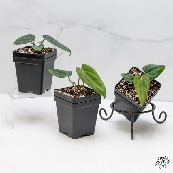 Anthurium (Carlablackiae × Portillae) x Dressleri *Grower’s Choice*