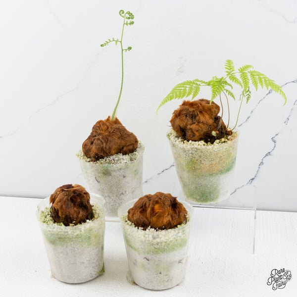 Cibotium barometz "Golden Chicken Fern" *Grower's choice*