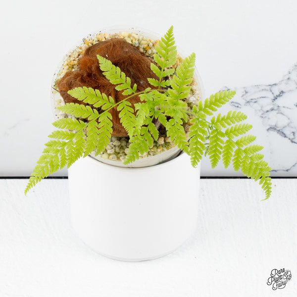 Cibotium barometz "Golden Chicken Fern" *Grower's choice*