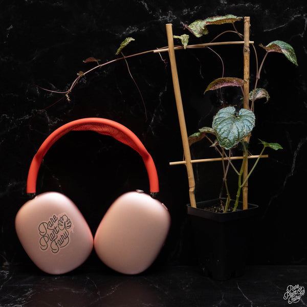 Cissus discolor variegated *Grower's Choice*