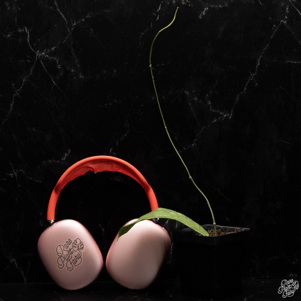 Hoya clemensiorum *Grower's Choice*