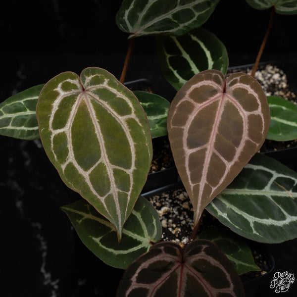 Anthurium 'Michelle' by DocBlock® *Grower's choice*