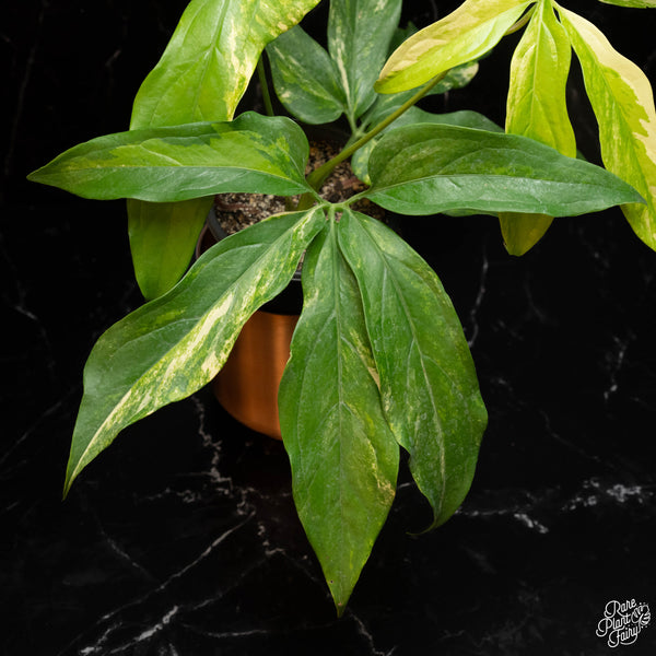 Anthurium clavigerum variegated (A16)