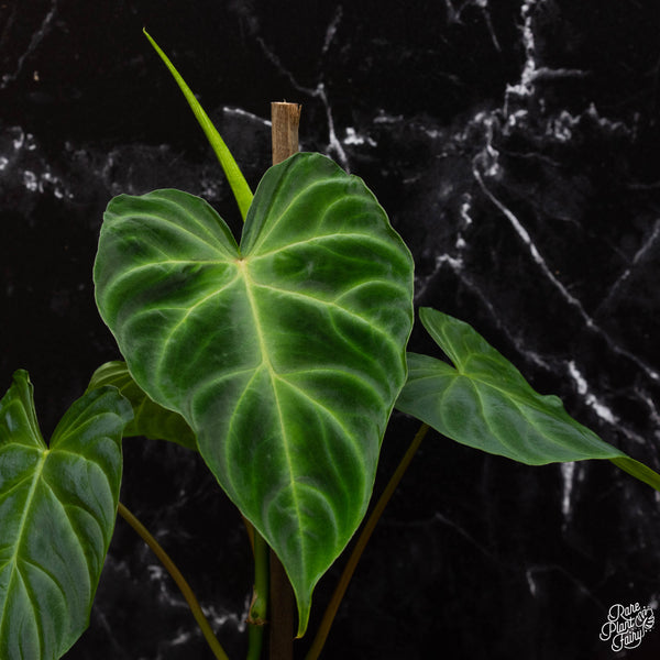 Philodendron verrucosum 'Fire' *Grower's choice*