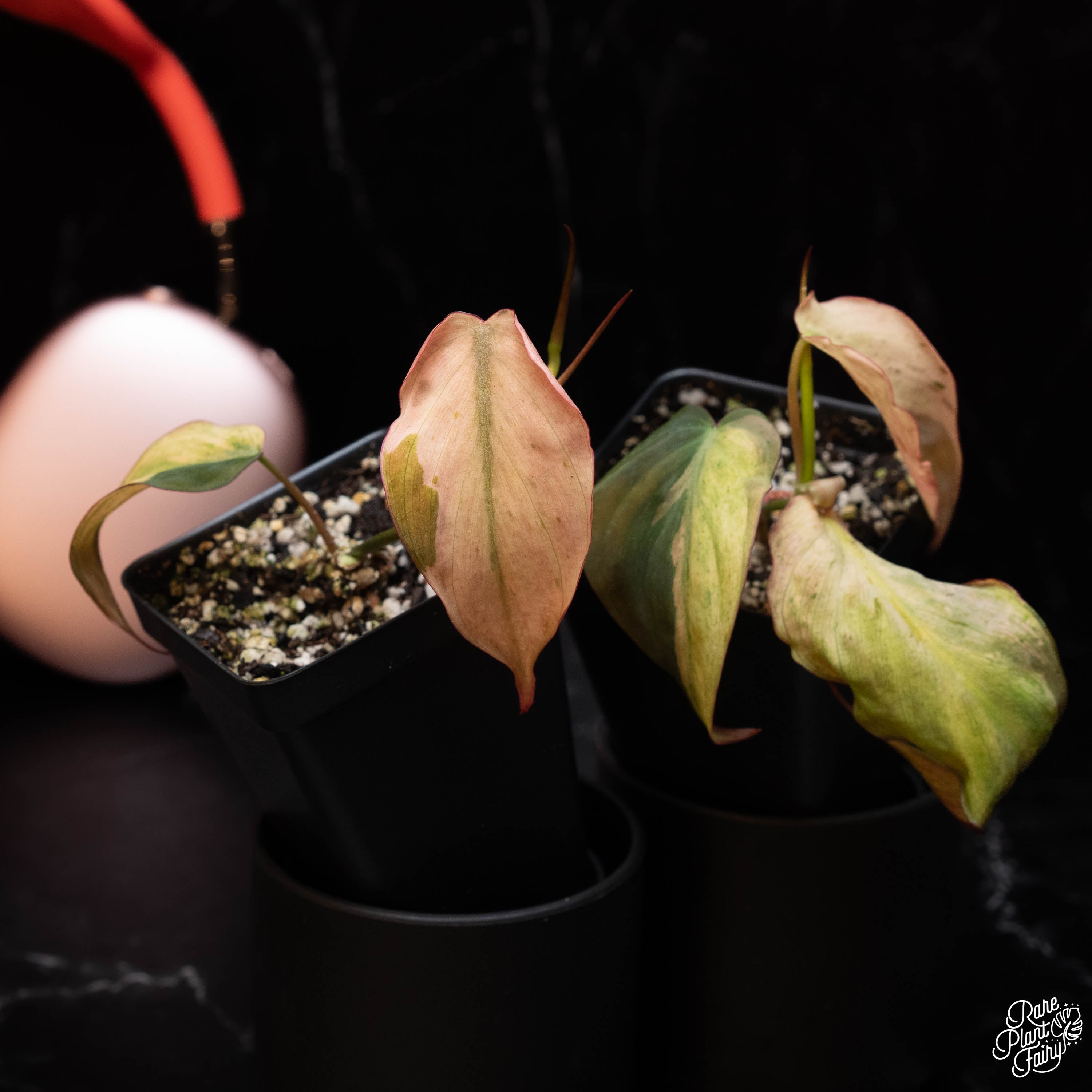 philodendron pink mican Philodendron micans mint variegated *Grower's Choice* – Rare Plant Fairy