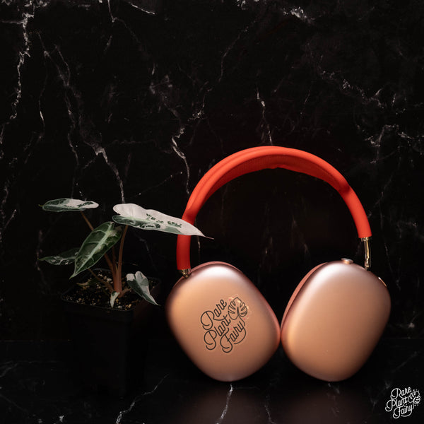 Alocasia 'Bambino' pink variegated *Grower's Choice*